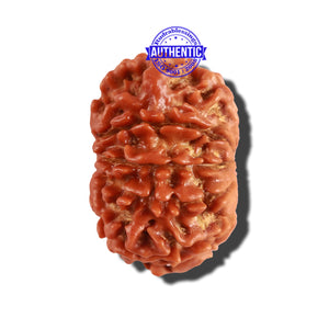 10 Mukhi Nepalese Rudraksha - Bead No. 264