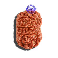 Load image into Gallery viewer, 10 Mukhi Nepalese Rudraksha - Bead No. 264
