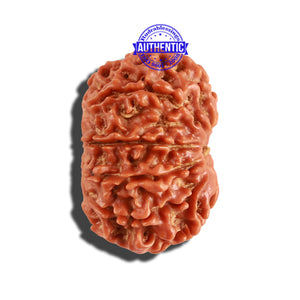 10 Mukhi Nepalese Rudraksha - Bead No. 264