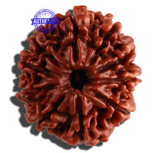 Load image into Gallery viewer, 10 Mukhi Nepalese Rudraksha - Bead No. 273
