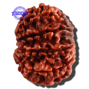 10 Mukhi Nepalese Rudraksha - Bead No. 273