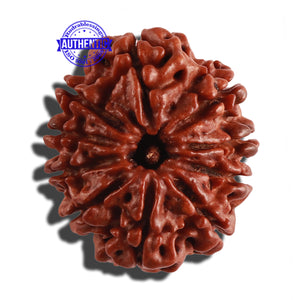 10 Mukhi Nepalese Rudraksha - Bead No. 274