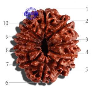 10 Mukhi Nepalese Rudraksha - Bead No. 274