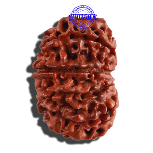 10 Mukhi Nepalese Rudraksha - Bead No. 274