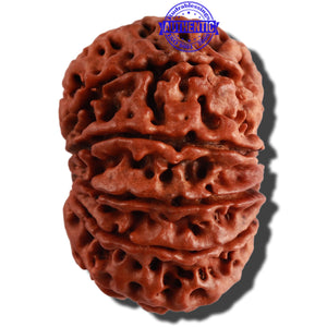 10 Mukhi Nepalese Rudraksha - Bead No. 275