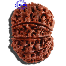 Load image into Gallery viewer, 10 Mukhi Nepalese Rudraksha - Bead No. 275
