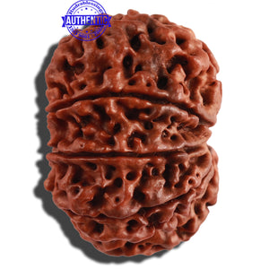 10 Mukhi Nepalese Rudraksha - Bead No. 275