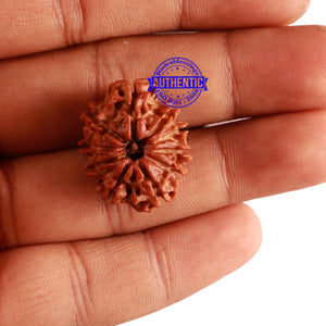 10 Mukhi Nepalese Rudraksha - Bead No. 293