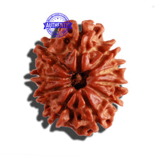 Load image into Gallery viewer, 10 Mukhi Nepalese Rudraksha - Bead No. 293
