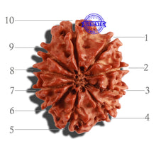 Load image into Gallery viewer, 10 Mukhi Nepalese Rudraksha - Bead No. 293
