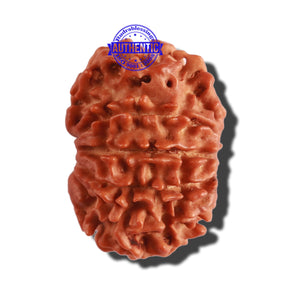 10 Mukhi Nepalese Rudraksha - Bead No. 293