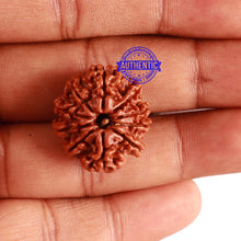 Load image into Gallery viewer, 10 Mukhi Nepalese Rudraksha - Bead No. 297
