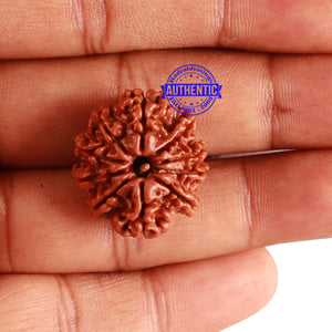 10 Mukhi Nepalese Rudraksha - Bead No. 297