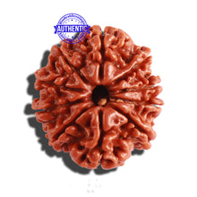 Load image into Gallery viewer, 10 Mukhi Nepalese Rudraksha - Bead No. 297
