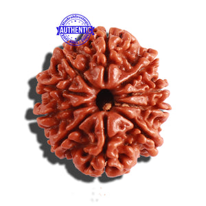 10 Mukhi Nepalese Rudraksha - Bead No. 297