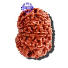 Load image into Gallery viewer, 10 Mukhi Nepalese Rudraksha - Bead No. 297
