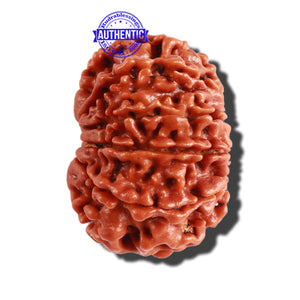 10 Mukhi Nepalese Rudraksha - Bead No. 297