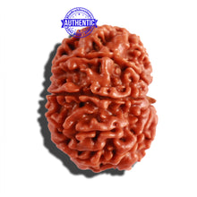 Load image into Gallery viewer, 10 Mukhi Nepalese Rudraksha - Bead No. 297
