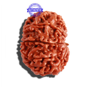 10 Mukhi Nepalese Rudraksha - Bead No. 297