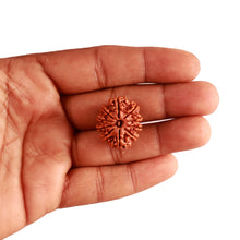 Load image into Gallery viewer, 10 Mukhi Nepalese Rudraksha - Bead No. 320
