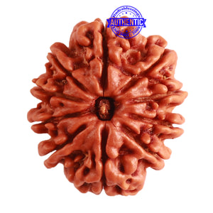 10 Mukhi Nepalese Rudraksha - Bead No. 320