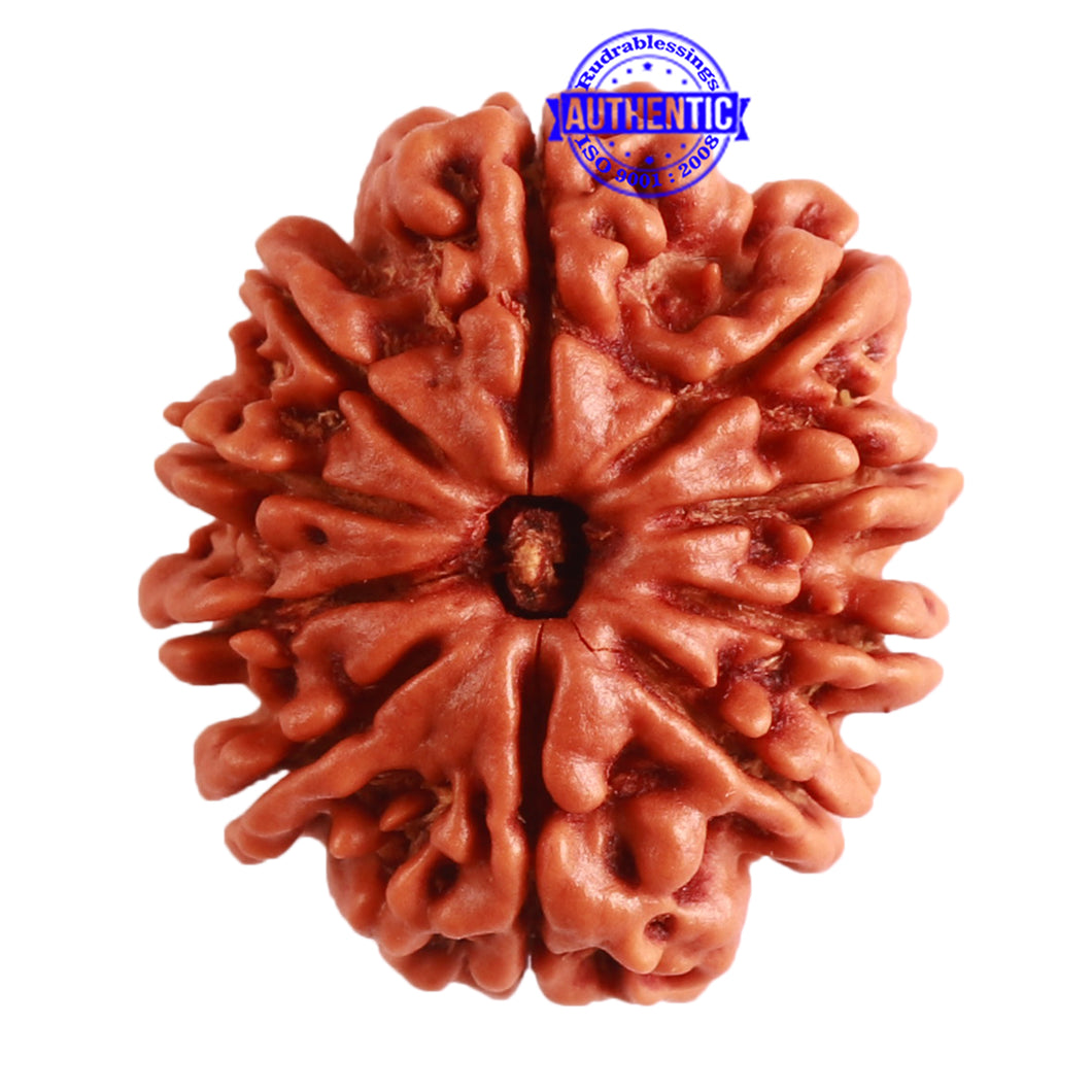 10 Mukhi Nepalese Rudraksha - Bead No. 320