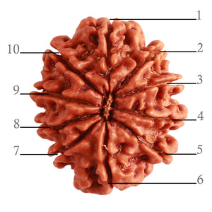 10 Mukhi Nepalese Rudraksha - Bead No. 320