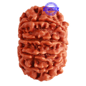 10 Mukhi Nepalese Rudraksha - Bead No. 320