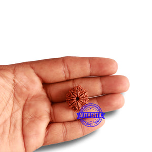 10 Mukhi Nepalese Rudraksha - Bead No 324