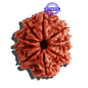 10 Mukhi Nepalese Rudraksha - Bead No 324