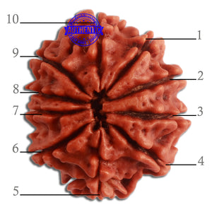 10 Mukhi Nepalese Rudraksha - Bead No 324