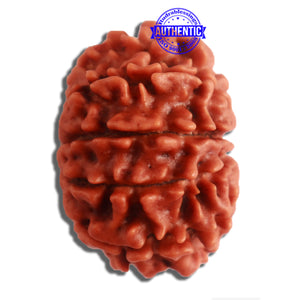 10 Mukhi Nepalese Rudraksha - Bead No 324