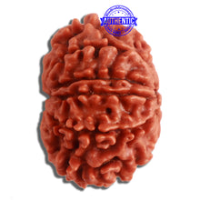 Load image into Gallery viewer, 10 Mukhi Nepalese Rudraksha - Bead No 324
