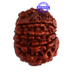 10 Mukhi Nepalese Rudraksha - Bead No. 329