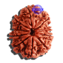 Load image into Gallery viewer, 10 Mukhi Nepalese Rudraksha - Bead No. 336
