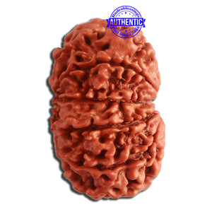 10 Mukhi Nepalese Rudraksha - Bead No. 336