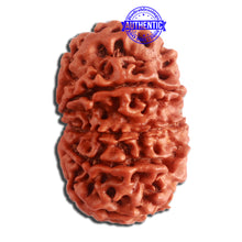 Load image into Gallery viewer, 10 Mukhi Nepalese Rudraksha - Bead No. 336
