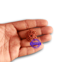 Load image into Gallery viewer, 10 Mukhi Nepalese Rudraksha - Bead No. 337
