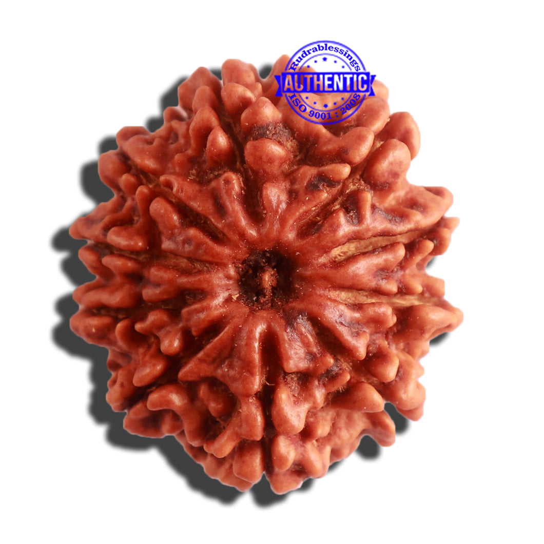 10 Mukhi Nepalese Rudraksha - Bead No. 337