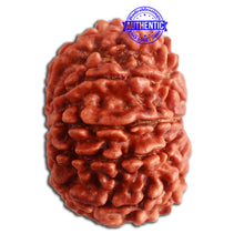 Load image into Gallery viewer, 10 Mukhi Nepalese Rudraksha - Bead No. 337
