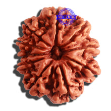 Load image into Gallery viewer, 10 Mukhi Nepalese Rudraksha - Bead No 338
