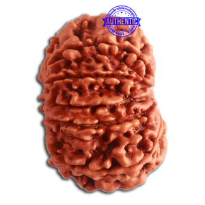 10 Mukhi Nepalese Rudraksha - Bead No 338