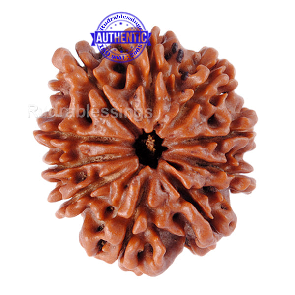 10 Mukhi Nepalese Rudraksha - Bead No. 68