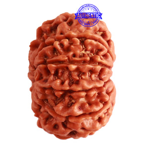 10 Mukhi Nepalese Rudraksha - Bead No. 320