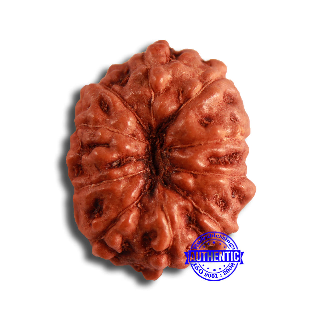 10 Mukhi Rudraksha from Indonesia - Bead No. 108