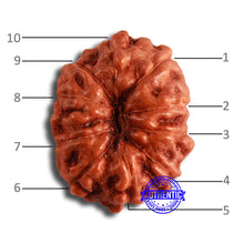 Load image into Gallery viewer, 10 Mukhi Rudraksha from Indonesia - Bead No. 108
