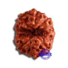 Load image into Gallery viewer, 10 Mukhi Rudraksha from Indonesia - Bead No. 108
