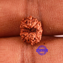 Load image into Gallery viewer, 10 Mukhi Rudraksha from Indonesia - Bead No. 108
