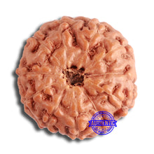 Load image into Gallery viewer, 10 Mukhi Rudraksha from Indonesia - Bead No. 154
