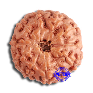 10 Mukhi Rudraksha from Indonesia - Bead No. 154